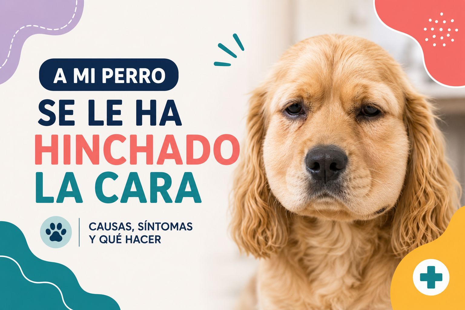A mi perro se le ha hinchado la cara
