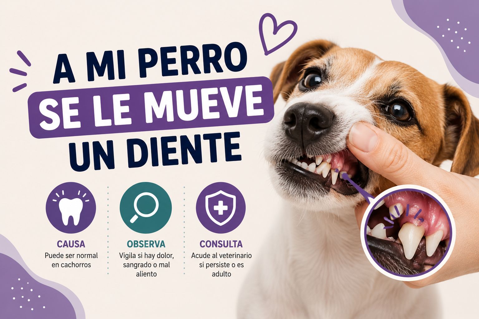 A Mi Perro se le Mueve un Diente