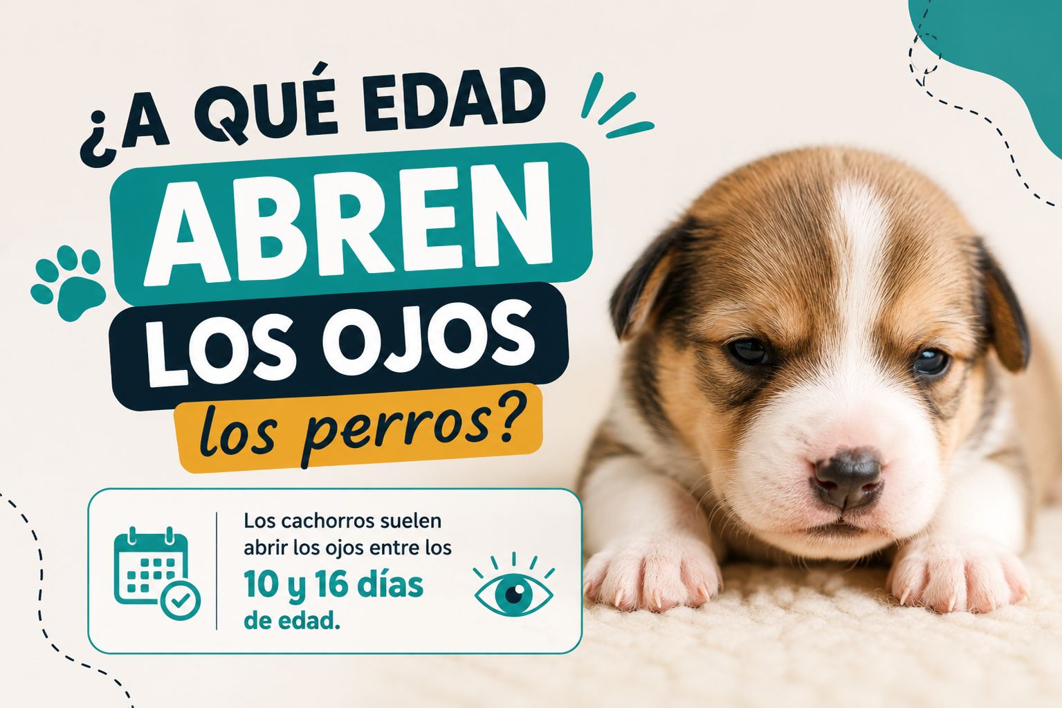 A qué edad abren los ojos los perros