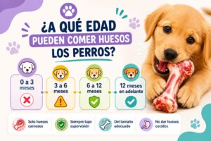 A qué edad pueden comer huesos los perros A qué edad pueden comer huesos los perros