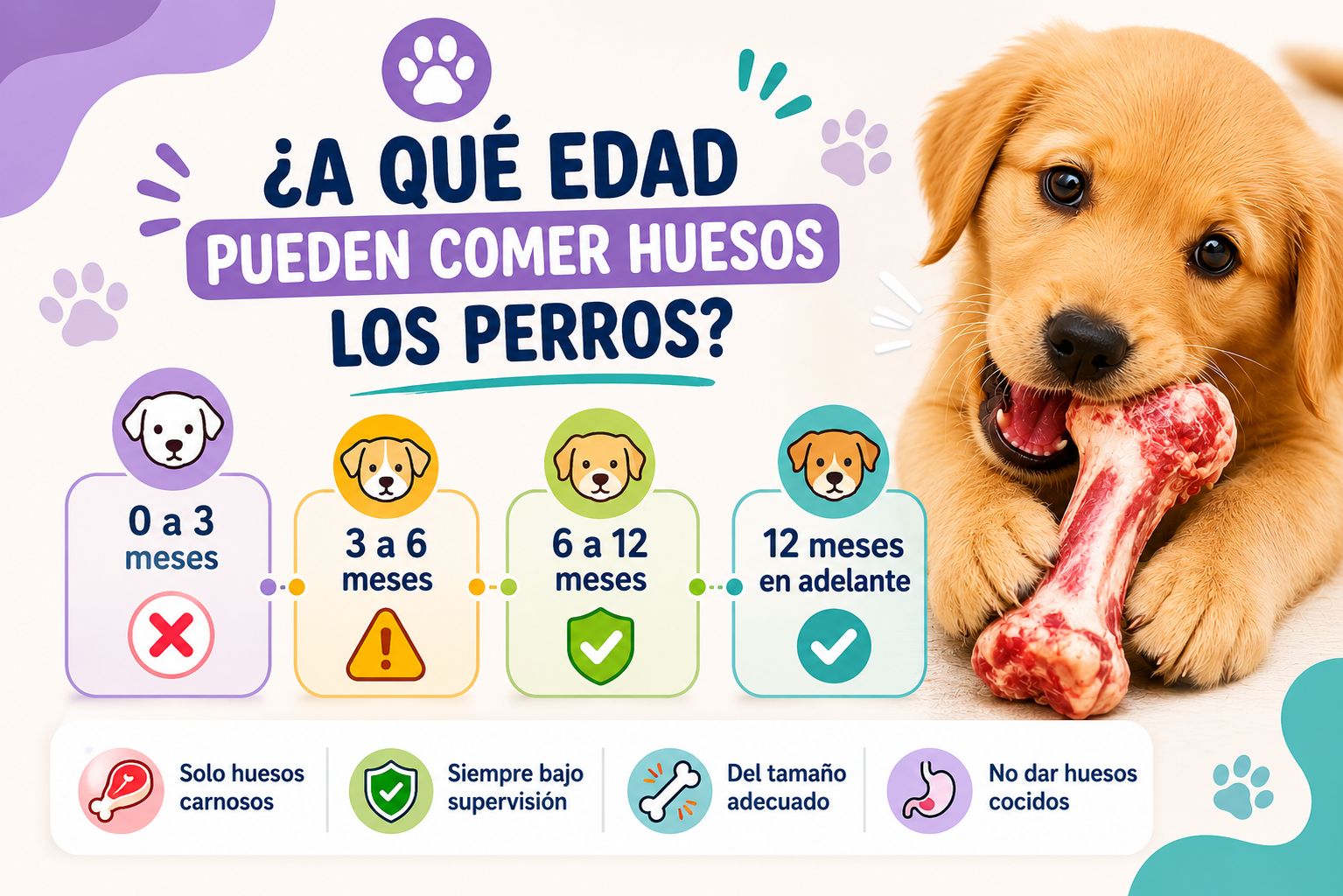 A qué edad pueden comer huesos los perros