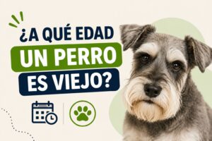 A qué edad un perro es viejo A qué edad un perro es viejo