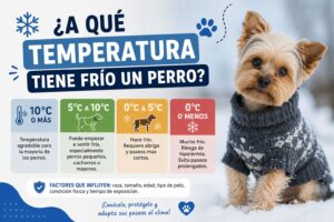 A qué temperatura tiene frío un perro