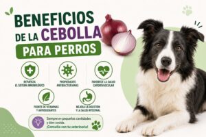 Beneficios de la cebolla para perros Beneficios de la cebolla para perros
