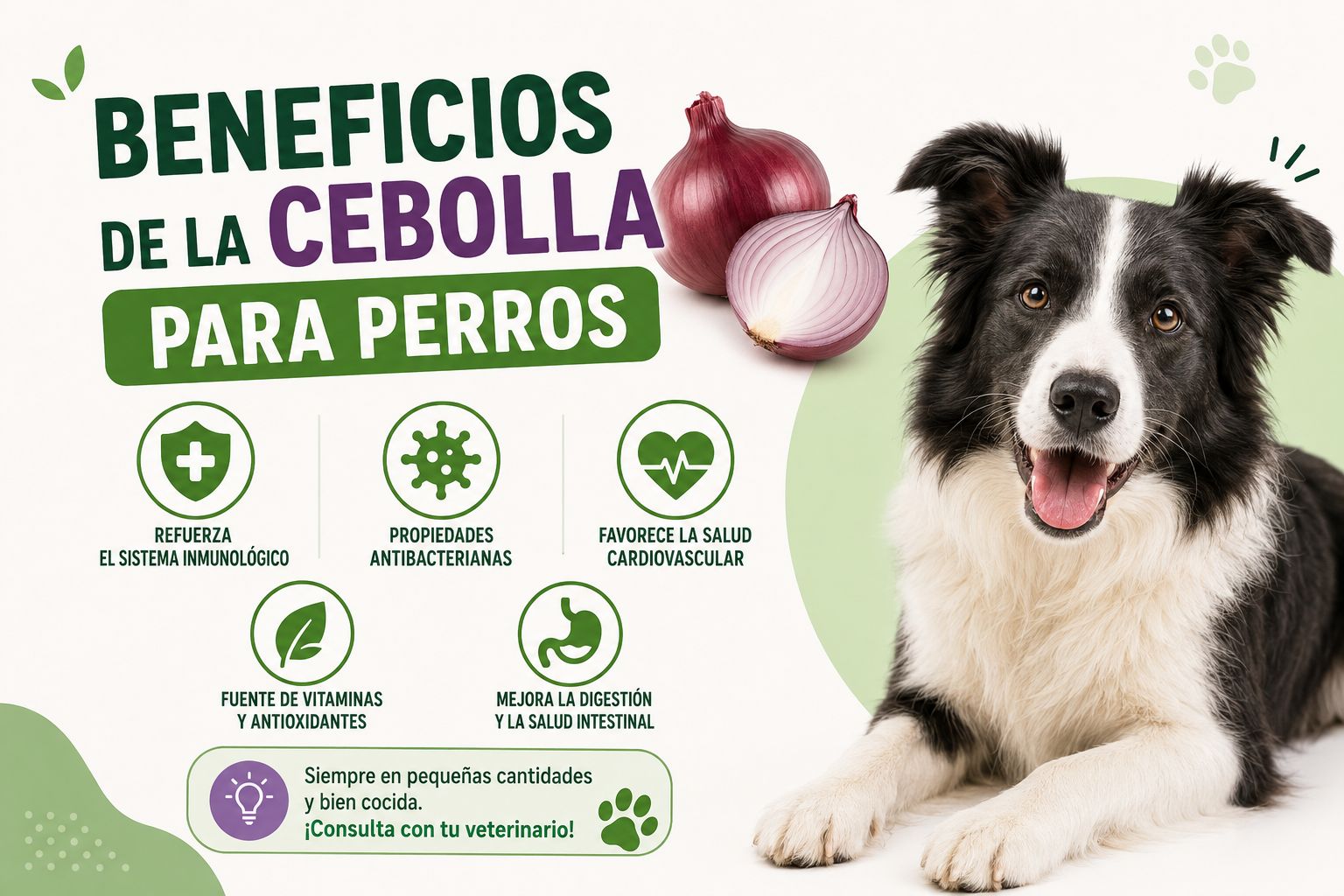 Beneficios de la cebolla para perros