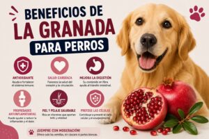 Beneficios de la granada para perros Beneficios de la granada para perros