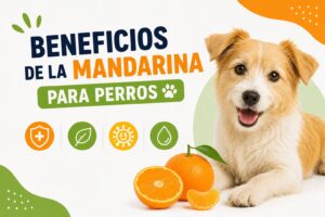 Beneficios de la mandarina para perros