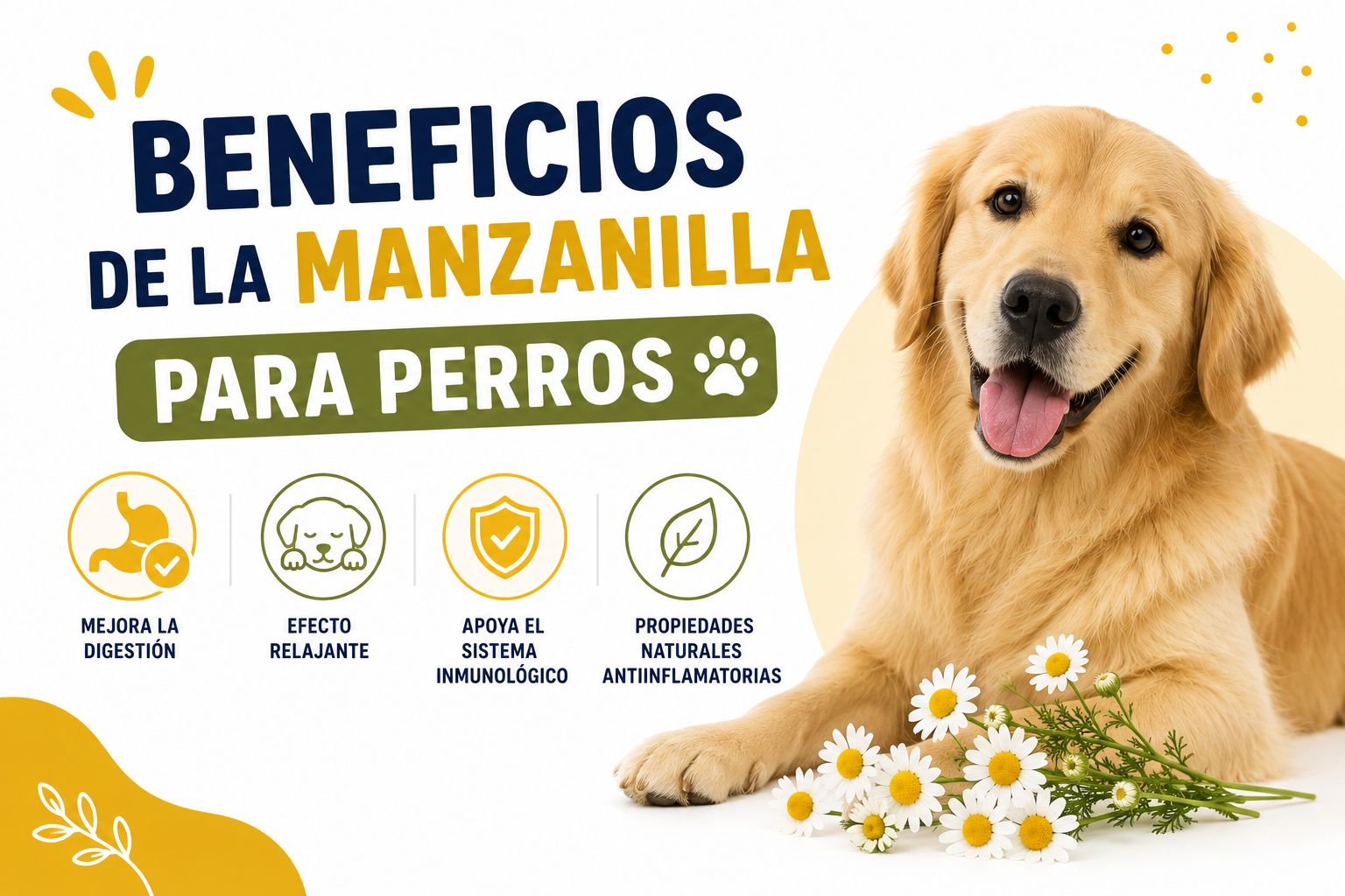 Beneficios de la manzanilla para perros