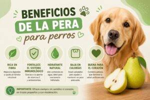 Beneficios de la pera para perros Beneficios de la pera para perros