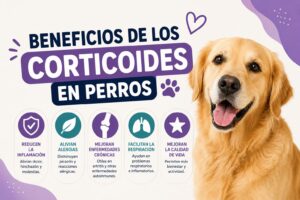 Beneficios de los corticoides en perros