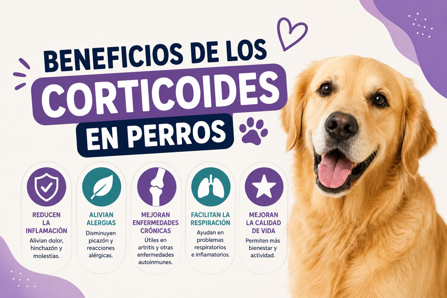 Beneficios de los corticoides en perros