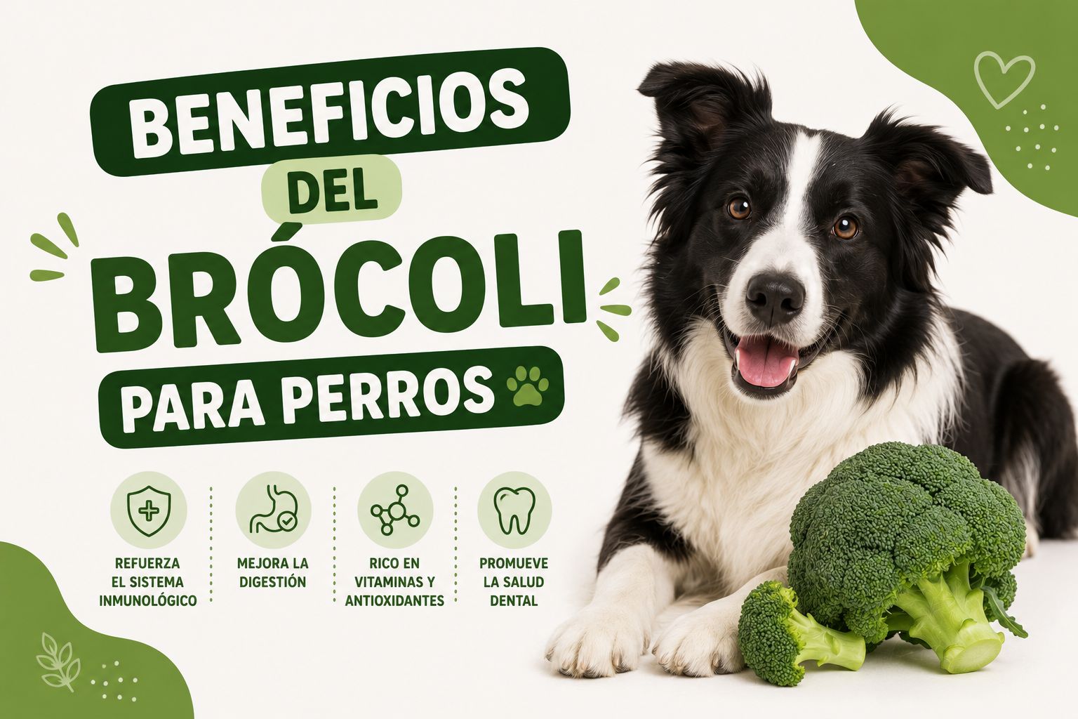 Beneficios del brócoli para perros