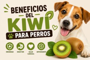 Beneficios del kiwi para perros Beneficios del kiwi para perros