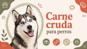 Carne cruda para perros Carne cruda para perros