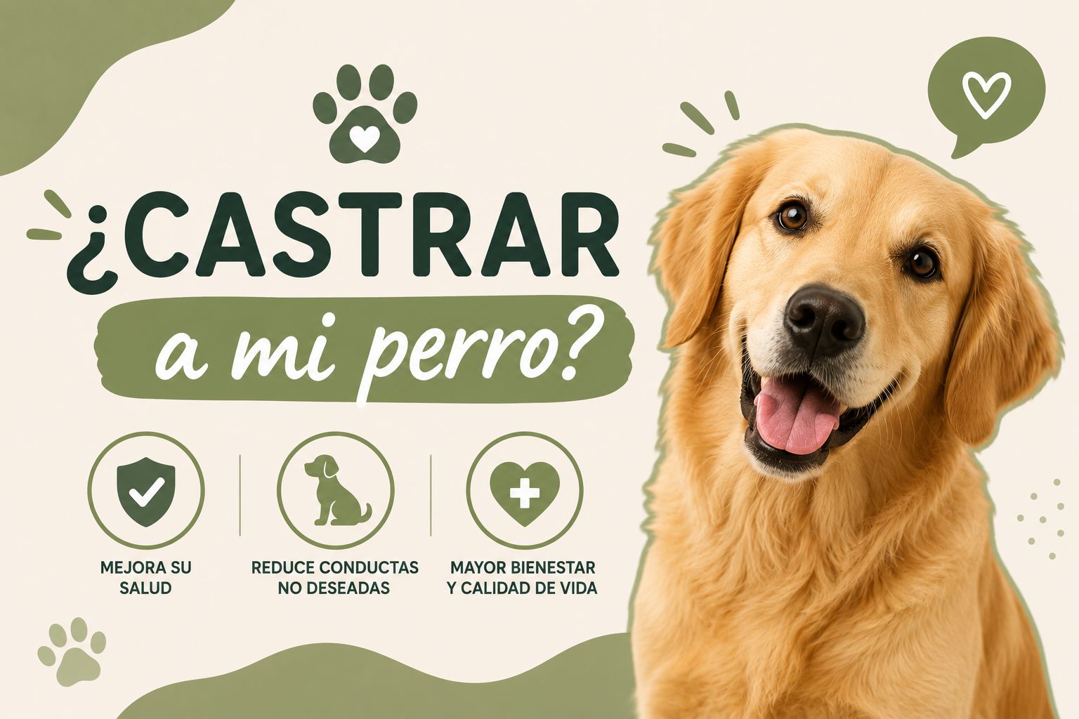 ¿Castrar a mi perro?