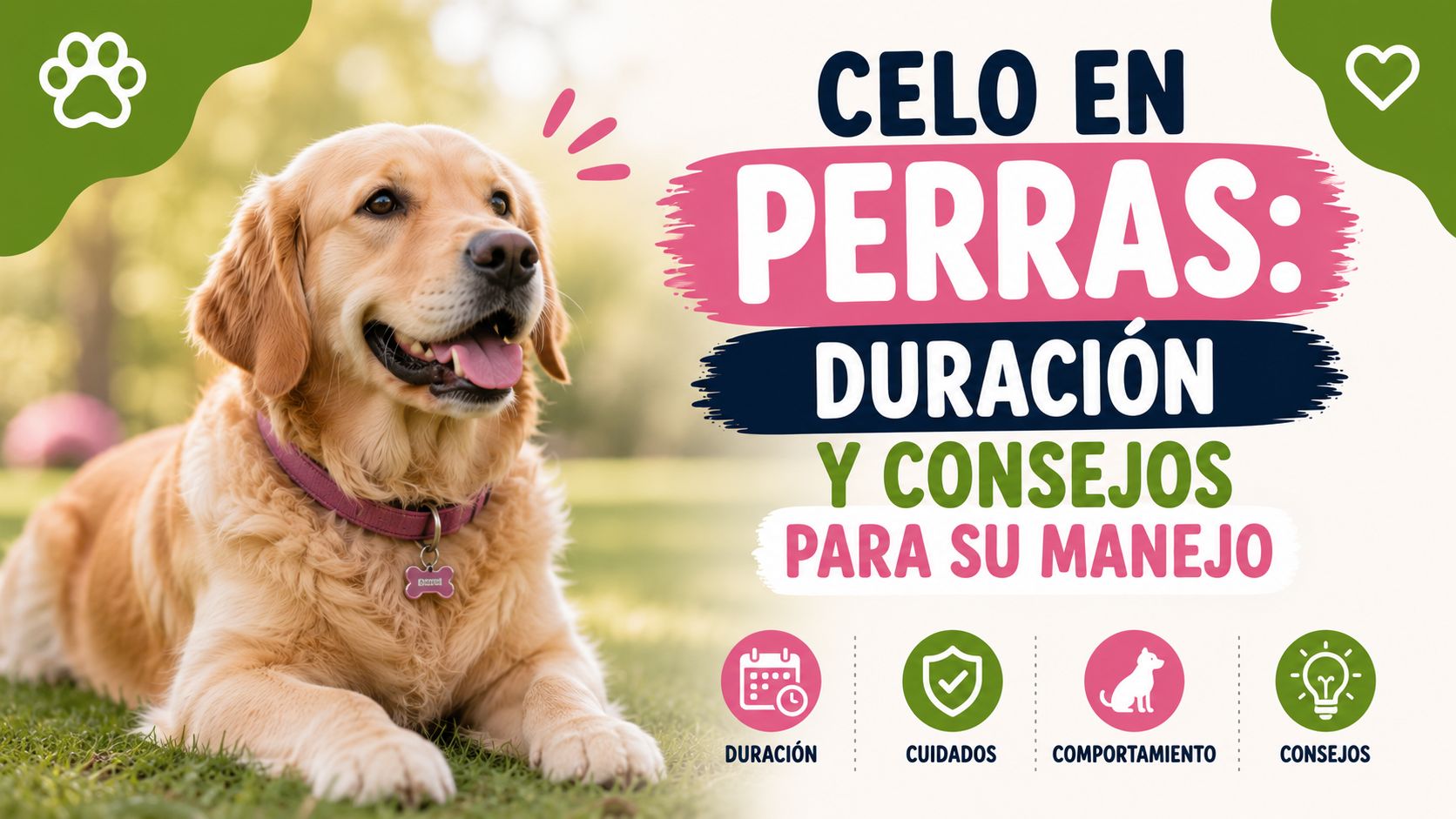 Celo en perras: Duración y consejos para su manejo