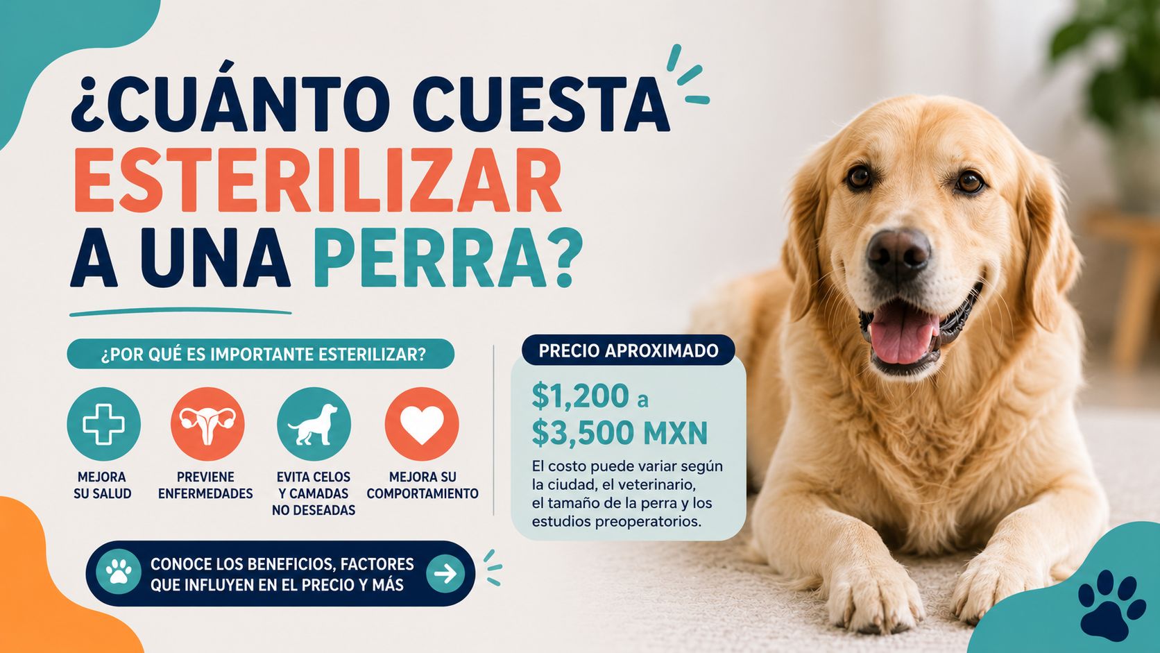 Cuánto cuesta esterilizar a una perra
