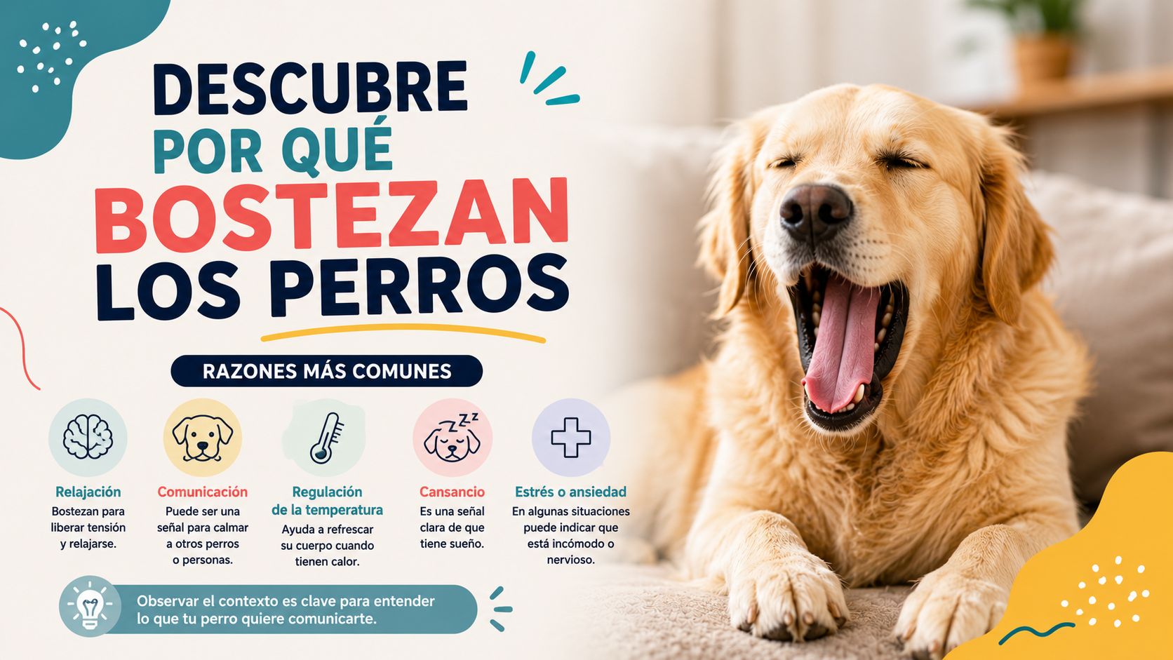 Descubre por qué bostezan los perros