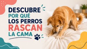 Descubre por qué los perros rascan la cama Descubre por qué los perros rascan la cama