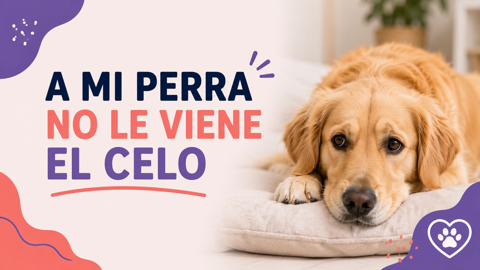 A mi perra no le viene el celo