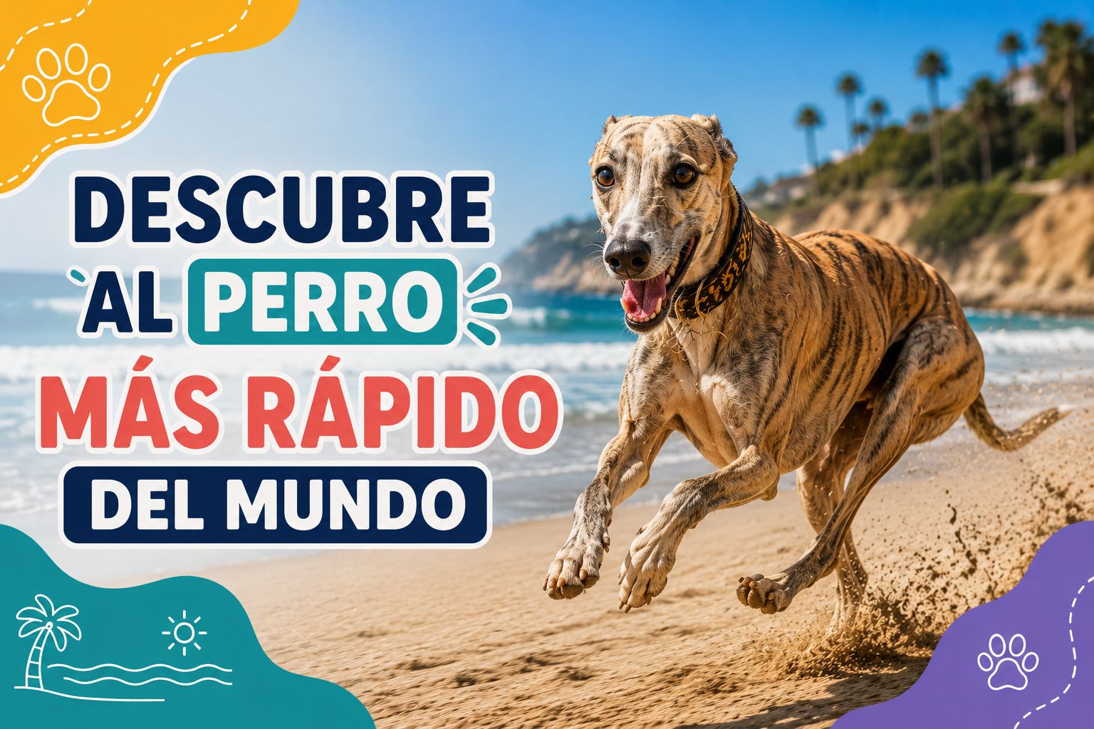 Descubre al perro más rápido del mundo