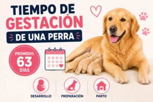 Tiempo de gestación de una perra