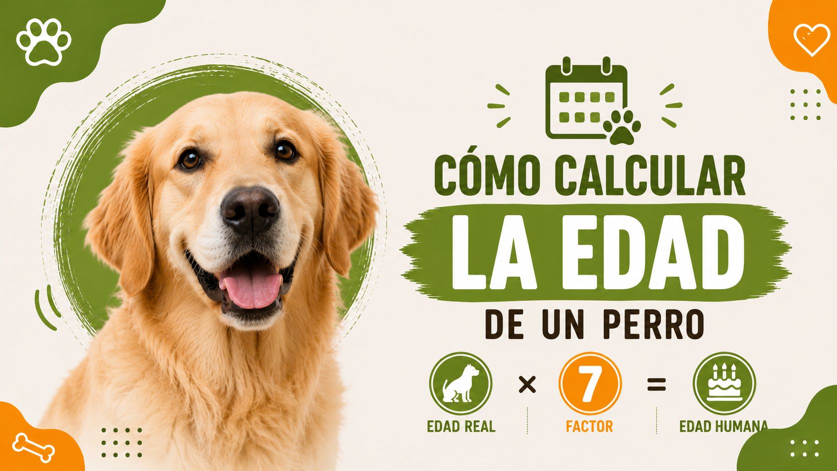 Cómo calcular la edad de un perro
