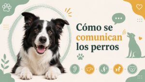 Cómo se comunican los perros Cómo se comunican los perros