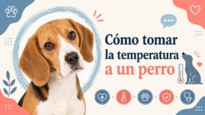 Cómo tomar la temperatura a un perro Cómo tomar la temperatura a un perro