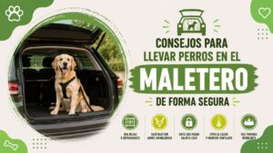 Consejos para llevar perros en el maletero de forma segura Consejos para llevar perros en el maletero de forma segura