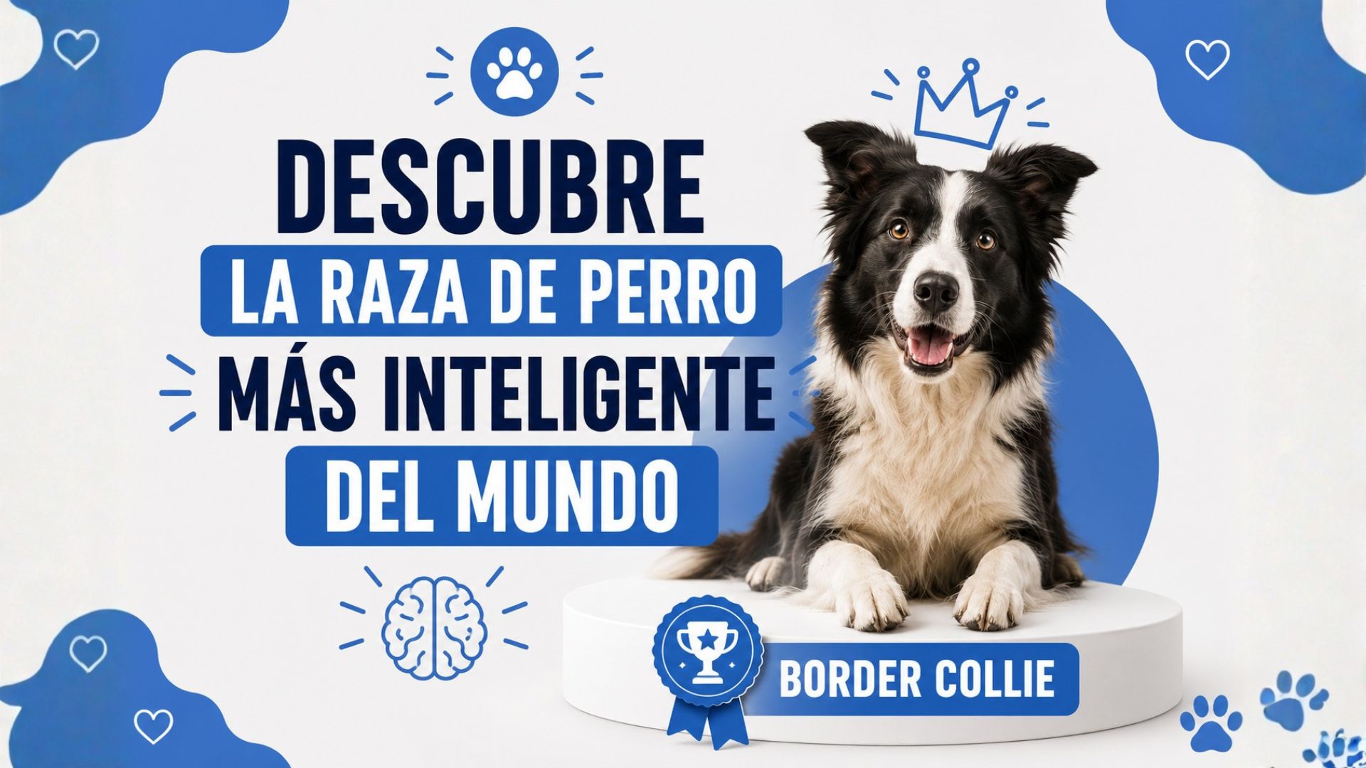 Descubre la raza de perro más inteligente del mundo
