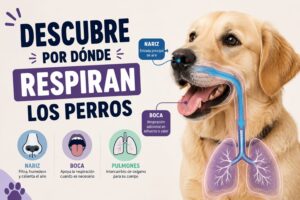 Descubre por dónde respiran los perros