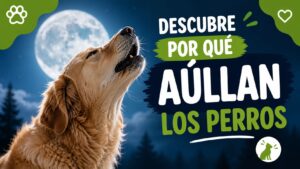 Descubre por qué aúllan los perros