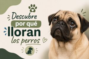 Descubre por qué lloran los perros