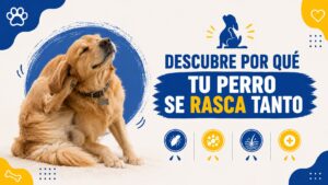 Descubre por qué tu perro se rasca tanto Descubre por qué tu perro se rasca tanto