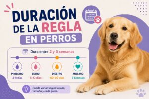Duración de la regla en perros Duración de la regla en perros