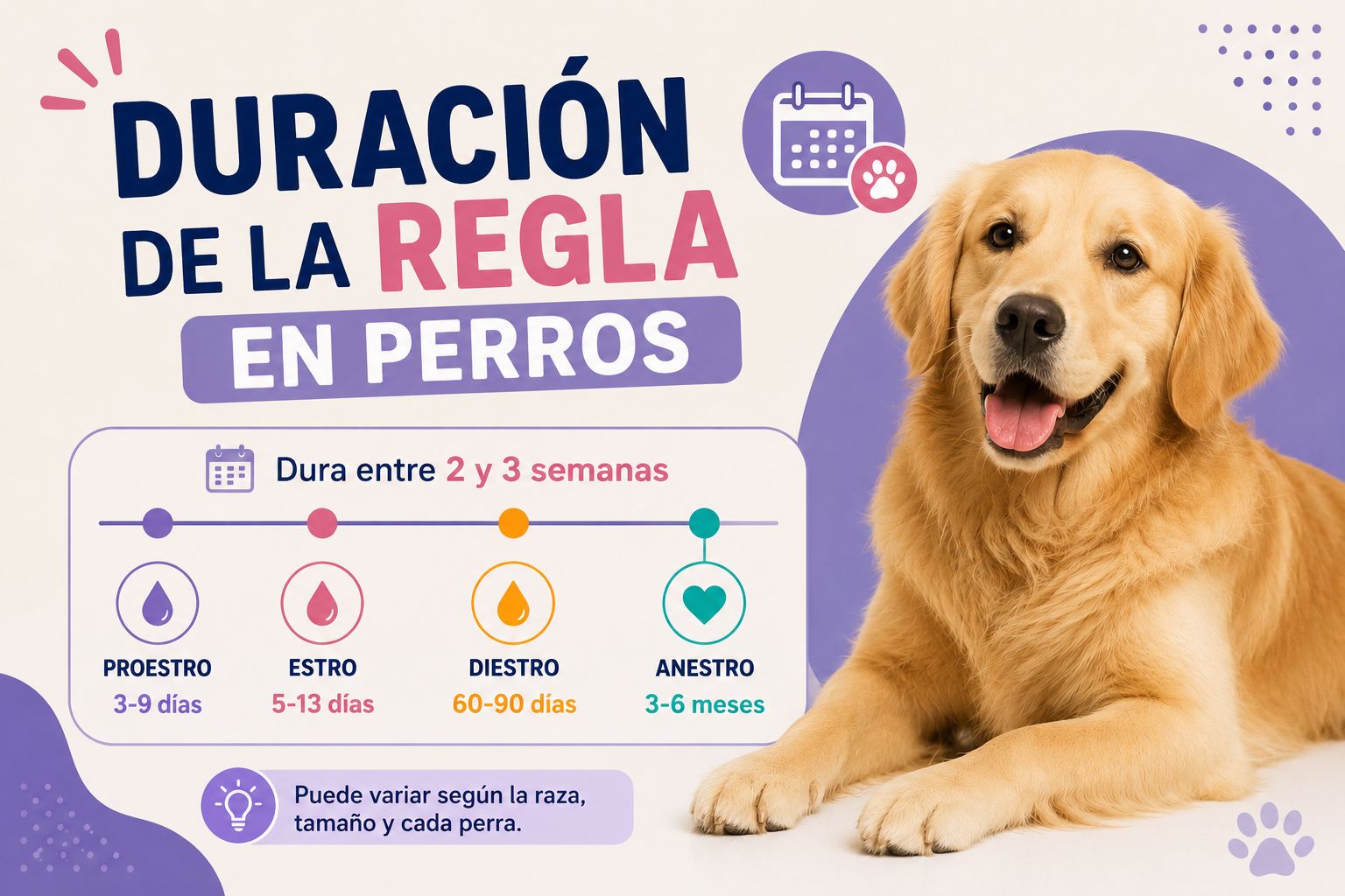 Duración de la regla en perros