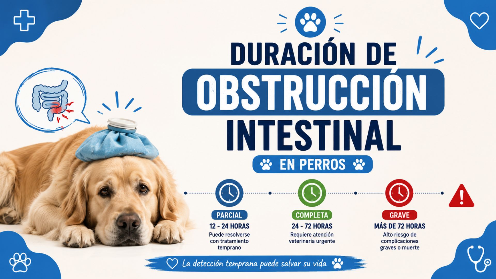 Duración de obstrucción intestinal en perros