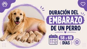 Duración del embarazo de un perro Duración del embarazo de un perro