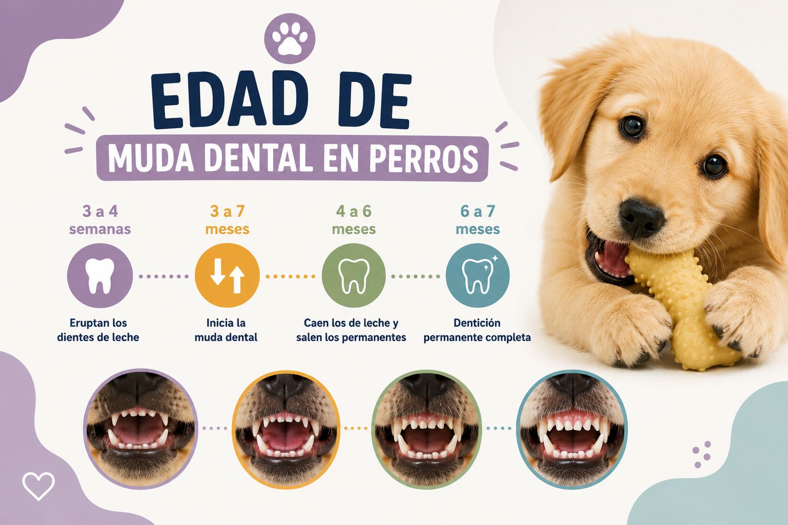 Edad de muda dental en perros