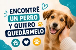 Encontré un perro y quiero quedármelo