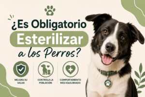 ¿Es Obligatorio Esterilizar a los Perros?