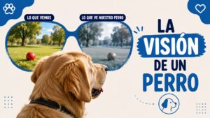 La visión de un perro La visión de un perro