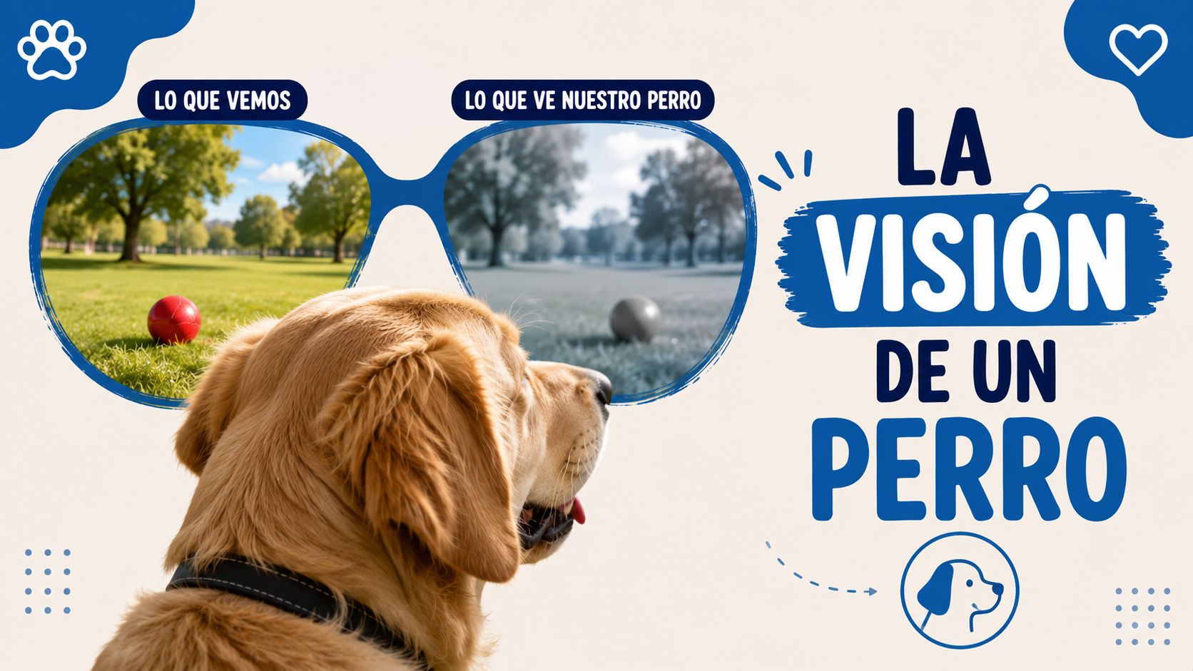 La visión de un perro