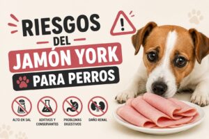 Riesgos del jamón York para perros Riesgos del jamón York para perros