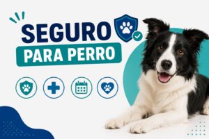 Seguro para perro Seguro para perro