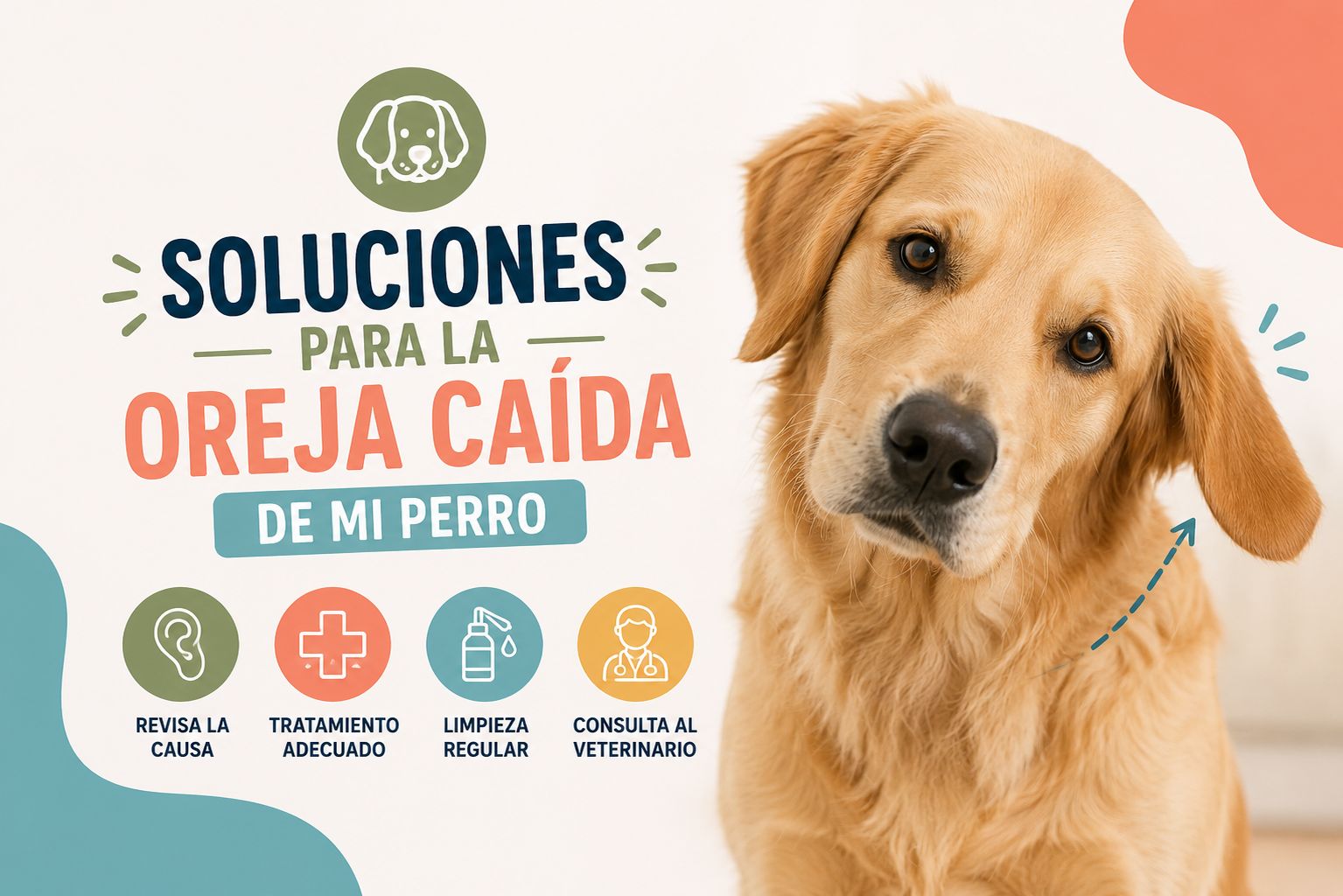 Soluciones para la oreja caída de mi perro