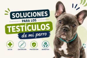 Soluciones para los testículos de mi perro