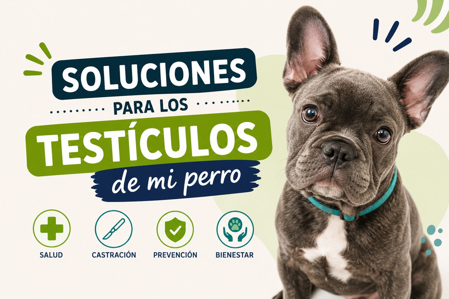Soluciones para los testículos de mi perro