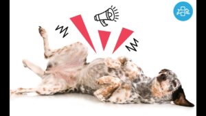 A mi perro le suenan las tripas: ¿Qué hacer? a-mi-perro-le-suenan-las-tripas-que-hacer